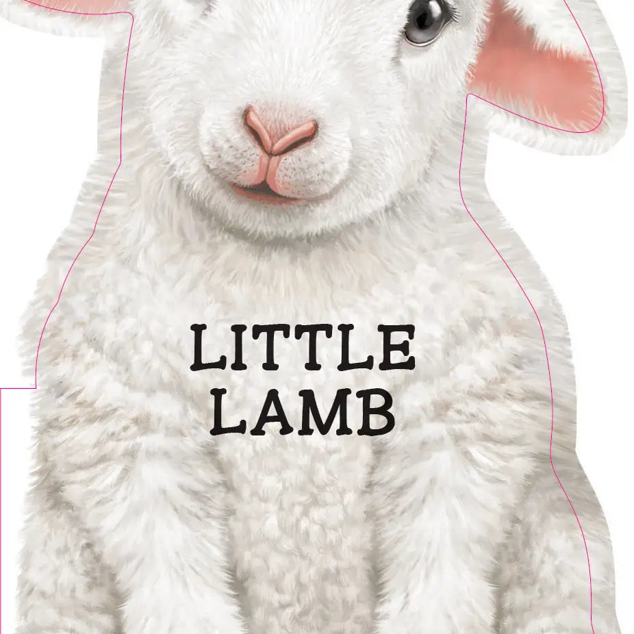Little Lamb | Board Book